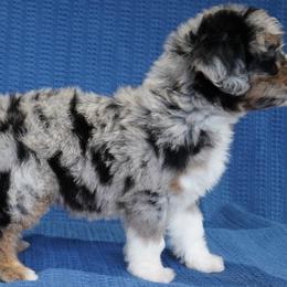 Aussiedoodle Puppies from Vesbach Doodle Valley Farm