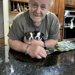 Boston Terrier Puppies from Mary's Puppy