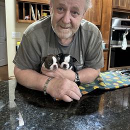 Boston Terrier Puppies from Mary's Puppy