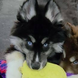 Grace - Black and white female Siberian Husky puppy in East Tawas, Michigan from BurnsBerg's Woolies