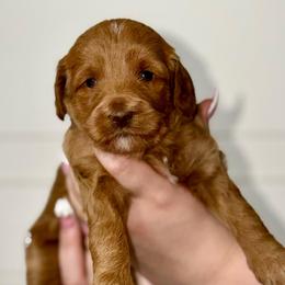Raspberry - Red  female Goldendoodle puppy in Beecher, Illinois from Erica’s Doodles