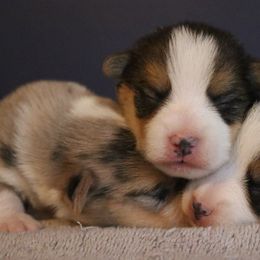 American Corgis and Dachshunds from Bravehart Farm
