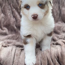 Boy 2 - Red merle Miniature Australian Shepherd puppy in Watson, Louisiana from Duncan’s Miniature Australian Shepherds