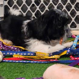 Boy Two left - Black and white male Shih Tzu puppy in New Bern, North Carolina from Kuddly Creatures