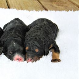 Aussiedoodles and Bernedoodles from Steindoodles