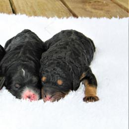 Aussiedoodles and Bernedoodles from Steindoodles