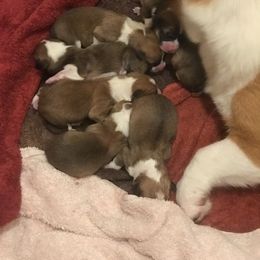 Pembroke Welsh Corgi Puppies from Arrowhead Corgis