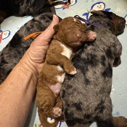 Orange Collar Male - Red male Double Doodle puppy in Killeen, Texas from Parrish Precious Ones Texas