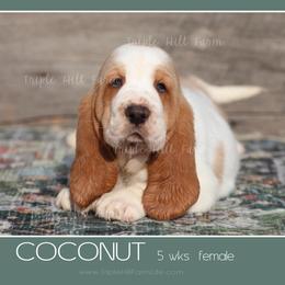 Coconut - Red and white female Basset Hound puppy in Jefferson City, Missouri from Triple Hill Farm
