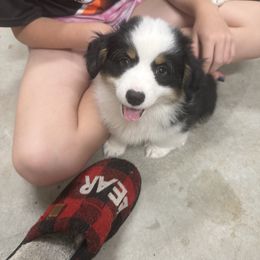 Cider - Black and tan male Pembroke Welsh Corgi puppy in Atascadero, California from California Corgis and Kunes
