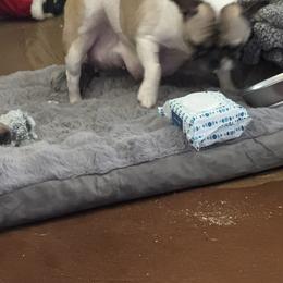 Janey - French Bulldog