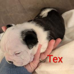 Bulldog Puppies from Shirley EB