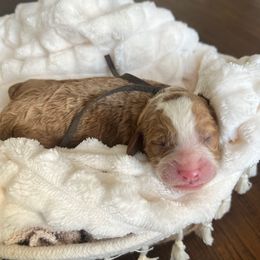 Eve - Red  female Goldendoodle puppy in Apopka, Florida from The Classic Doodle