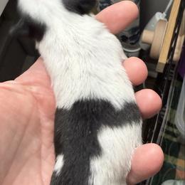 Wide Collar Girl - Black and white female Japanese Chin puppy in Little Rock, Arkansas from Montra Japanese Chin & Cavalier King Charles Spaniels