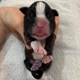 Lt. Pink Collar Brindle Female - Fawn female Boxer puppy in Alpine, New York from Kickin Rooster AKC Boxers
