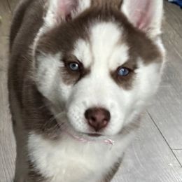 Girl 5 - Pink collar - Brown and white female Siberian Husky puppy in Independence, Wisconsin from Hito's Huskies
