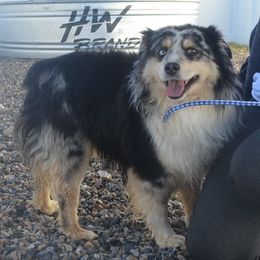 Cash - Miniature Australian Shepherd