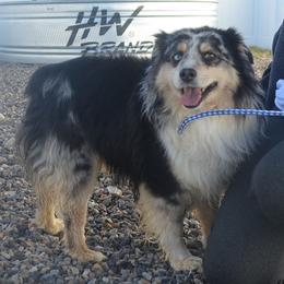 Cash - Miniature Australian Shepherd