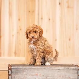 Miss Sprinkle - Apricot female Goldendoodle puppy in Ash Grove, Missouri from The Bark Farm