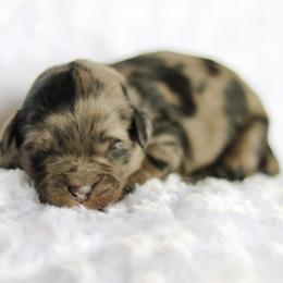 Swagger - male Australian Mountain Doodle puppy in Crete, Nebraska from Doodles & Co