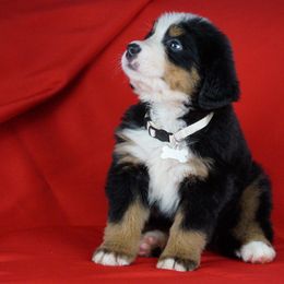 Bernese Mountain Dog Puppies from Lonesome Pine Farm