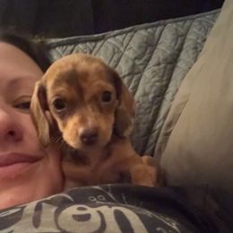 Molly - Dapple female Dachshund puppy in Silsbee, Texas from The Doxie Den