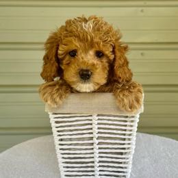 Annie - Apricot female Goldendoodle puppy in Kenansville, North Carolina from J+A Family Doodles