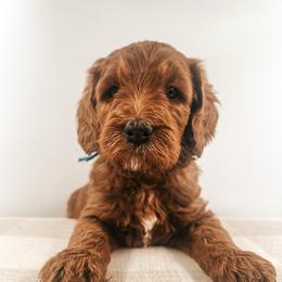 Peanut Butter Cup - Red  male Goldendoodle puppy in Hollister, Missouri from Wild Acres Goldendoodles