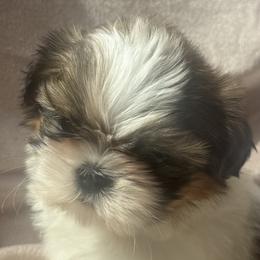 Milk Dud - Tricolor male Shih Tzu puppy in Howell, Michigan from Animal Crackers
