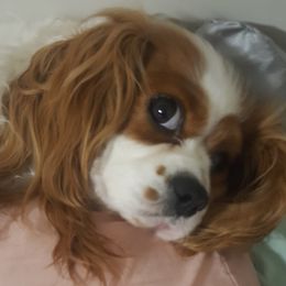 Charlotte - Cavalier King Charles Spaniel
