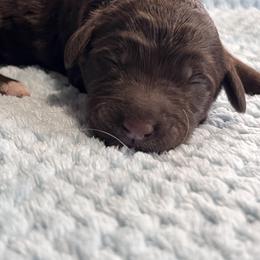 Male 5 - Chocolate male Labradoodle puppy in Mountain View, Missouri from Gastineau Doodles