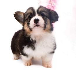 Pembroke Welsh Corgi Puppies from MG Corgis