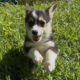 AKC  Pink - Black and tan female Pembroke Welsh Corgi puppy in Summerfield, Florida from Promise Land Farm
