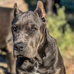 Bexar - Gray and fawn male Cane Corso puppy in Sandia, Texas from OneTime Cane Corso