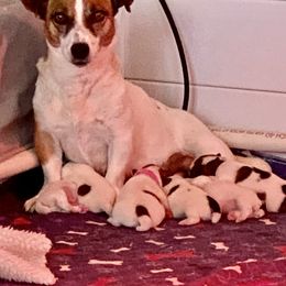 Boy 1 - Tri-color male Jack Russell Terrier puppy in Berthoud, Colorado from Shelby Burleson's Golden Retrievers and Jack Russell Terriers