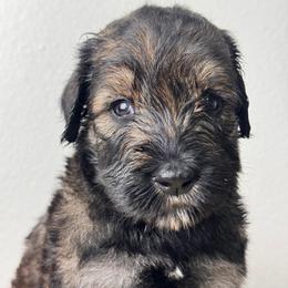 Boy 1 - Green Collar - Pepper and salt male Giant Schnauzer puppy in St George, Utah from Schnauzer Ranch