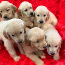 Golden Retriever Puppies from American True Golden retriever