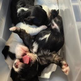 Lowchen Puppies from Magick Lowchen