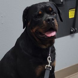 Sissy - Rottweiler