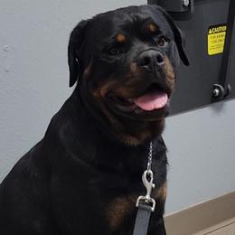 Sissy - Rottweiler