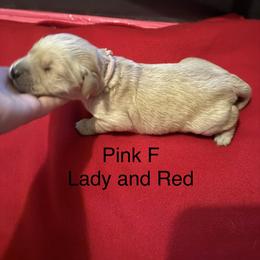 Girl 2 - Golden female Golden Retriever puppy in Grant, Michigan from Precious Kennel Retrievers