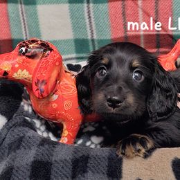 Dachshund Puppies from Briarwood Dachshunds
