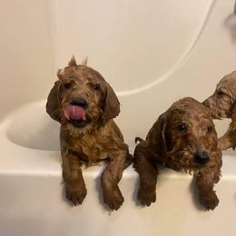 Poodle Puppies from Pampered Pawz