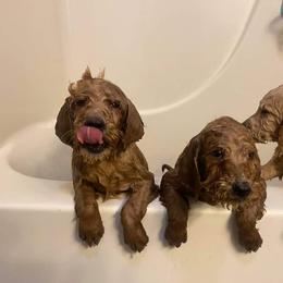 Poodle Puppies from Pampered Pawz