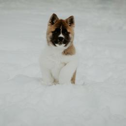 Akita Puppies from Gallant Akitas