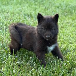 Rain - Red and white female Siberian Husky puppy in London, Ohio from Rose Trail Siberian’s