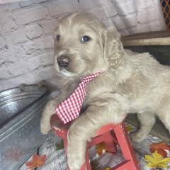 Double Doodle Puppies from North Texas Golden Mountain Doodles