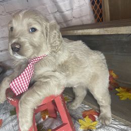 Double Doodle Puppies from North Texas Golden Mountain Doodles