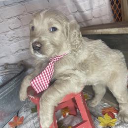 Double Doodle Puppies from North Texas Golden Mountain Doodles
