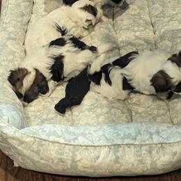 Havanese Puppies from Havanese Puppies of Austin Texas